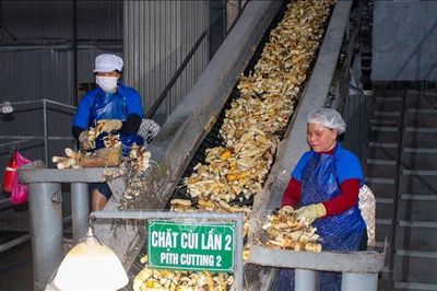 Tìm hướng phát triển bền vững ngành chế biến tinh bột sắn