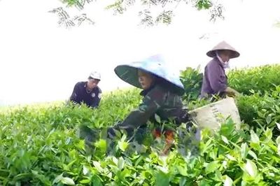Nỗ lực tìm đầu ra cho chè Liên Sơn