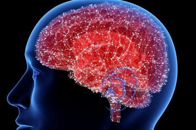 Nấm Nam Cực mở ra hy vọng mới về thuốc điều trị bệnh Alzheimer