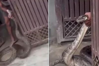 Người dân sốc nặng khi thấy thứ đáng sợ bò vào nhà