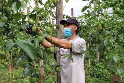 Đẩy nhanh đàm phán mở cửa thị trường cho chanh leo, bưởi