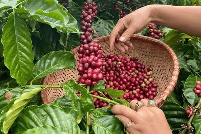 Giá nông sản hôm nay (17/8): Giá cà phê tiếp tục giảm, thịt lợn hơi áp sát mốc 55.000 đồng/kg