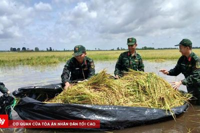 Hơn 100 cán bộ, chiến sĩ giúp dân gặt lúa chạy lũ