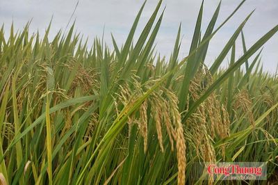 Thị trường gạo thế giới trước sức ép kép