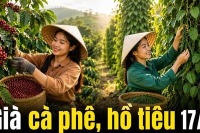 Giá cà phê hôm nay 17/8 tăng trở lại, hồ tiêu tiếp tục đi ngang