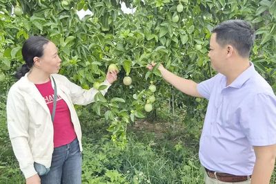Đổi cây, giữ nghề trên vùng đất mía Tơ Tung