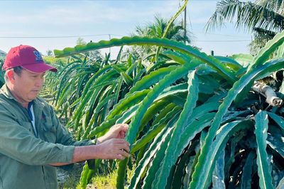 Chủ động rải vụ, giảm rủi ro cho thanh long