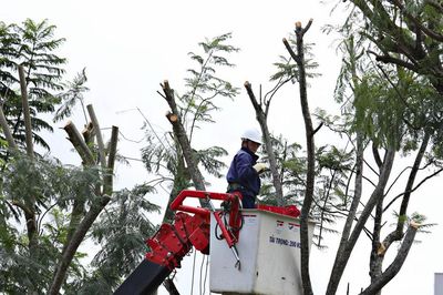 Cắt, tỉa cành phượng tím nhằm giữ cây, bảo đảm an toàn trong mùa mưa bão