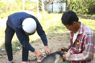 Lâm Đồng tăng cường phòng, chống bệnh dại
