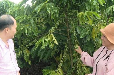 'Tuần hoàn' vốn ưu đãi, tiếp sức tái canh cà phê