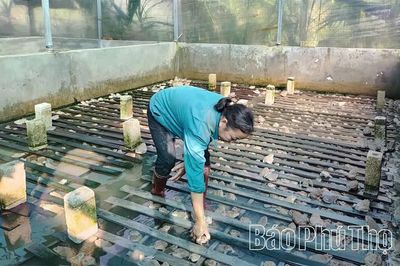 Triển vọng từ nuôi ếch thương phẩm