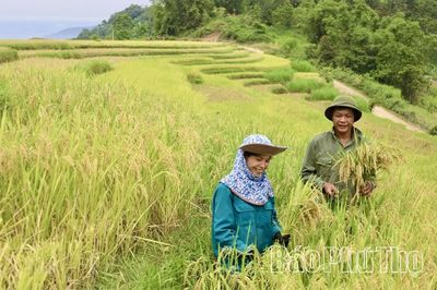 Phú Thọ có 86.000 ha lúa chất lượng cao