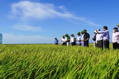 Đánh giá mô hình sản xuất lúa trên diện tích đất không canh tác vụ hè-thu