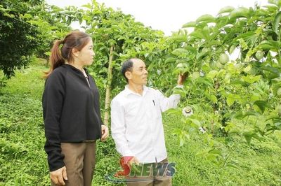 Nâng cao hiệu quả hoạt động của HTX