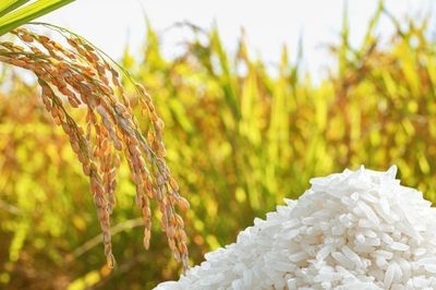 Ngày 17/8: Giá lúa gạo tại Đồng bằng sông Cửu Long sáng đầu tuần ít biến động
