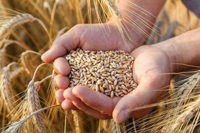 Giá lúa mì phục hồi mạnh trước loạt rủi ro nguồn cung