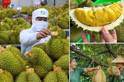 Phía sau cơn sốt “vàng xanh” sầu riêng: Khi sản lượng không còn là thước đo duy nhất