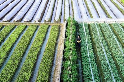 Nông nghiệp Hà Nội tăng tốc nhờ Luật Thủ đô