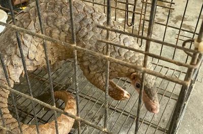 Cảnh sát cơ động Nghệ An phát hiện cá thể tê tê quý hiếm trên đường dân sinh