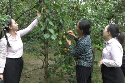 Phòng Giao dịch Ngân hàng Chính sách xã hội Nguyên Bình cho vay đạt gần 96,4 tỷ đồng