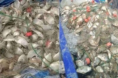 Ngư dân kéo mẻ lưới gần 200 kg cá, thế nhưng lại phát hiện ra điều đáng lo