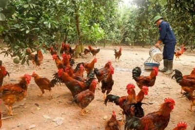 Phát triển chăn nuôi gà hữu cơ gắn với bảo vệ môi trường nông thôn: Từ lý luận đến giải pháp thực tiễn