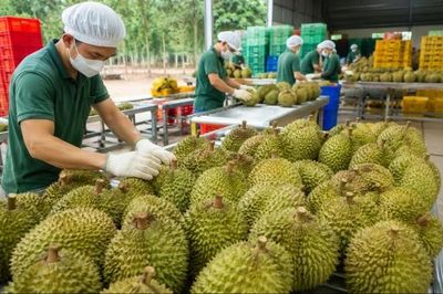 Chủ tịch UBND tỉnh, thành phố chịu trách nhiệm nếu để ách tắc xuất khẩu sầu riêng