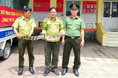 Phát hiện cá sấu mắc lưới, người dân chủ động giao nộp cho công an