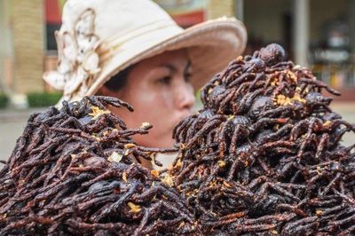 Vì sao người Campuchia ăn nhện đen như món ăn vặt?