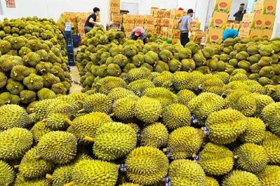 Xuất khẩu sầu riêng: Đứng trước cơ hội bứt phá