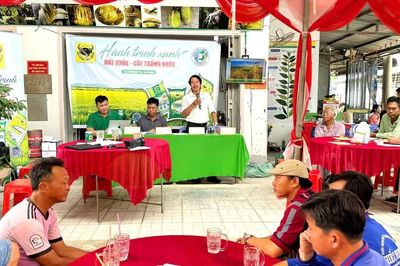 Nâng pH đất phèn - chìa khóa hạ giá thành lúa hè thu ở Tứ giác Long Xuyên