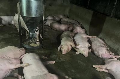 TPHCM: Tiêu hủy gần 50 tấn động vật không bảo đảm vệ sinh thú y
