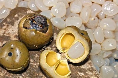 Hạt đác rừng miền Trung: Từ thức quà giải nhiệt đến mặt hàng đắt khách