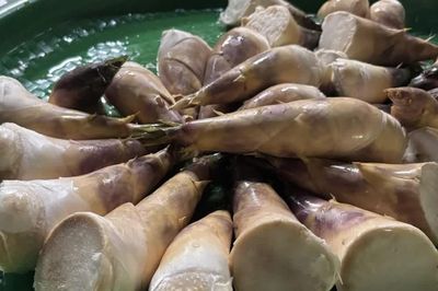 Thái Nguyên bứt phá kinh tế nhờ mô hình trồng măng Lục Trúc