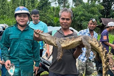Đã bắt được cá sấu xuất hiện dưới suối ở TP Đồng Nai