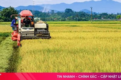 Phấn đấu hoàn thành thu hoạch lúa hè thu trước ngày 5/9