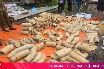 Bắt vụ vận chuyển hơn 1,7 tấn ngà voi ở tỉnh miền Trung Lào giáp với Hà Tĩnh