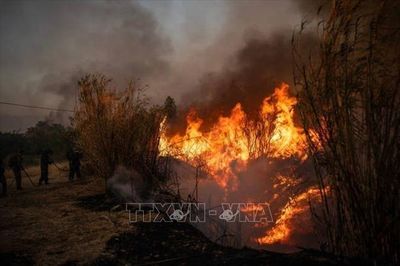 Đám cháy rừng ở Bỉ vượt ngoài tầm kiểm soát