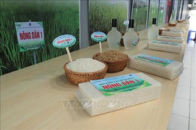 Mở rộng nguồn giống lúa ứng phó biến đổi khí hậu tại Đồng bằng sông Cửu Long