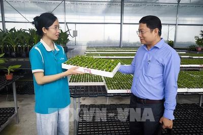 Xóa nỗi lo trắng tay mùa hoa Tết nhờ công nghệ cấy mô ở Vĩnh Long