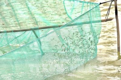 Cá linh non Đồng Tháp: Đặc sản nhỏ, giá trị lớn