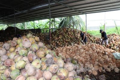 Nối lại chuỗi giá trị dừa Vĩnh Long: Mô hình 4P có gì đặc biệt?