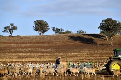 Australia mạnh tay xử lý tình trạng sử dụng lao động trái phép trong ngành nông nghiệp