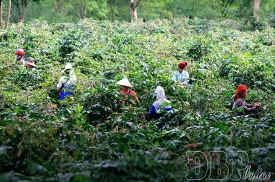 Sản xuất giảm phát thải