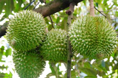 Chính phủ yêu cầu không mở rộng diện tích sầu riêng