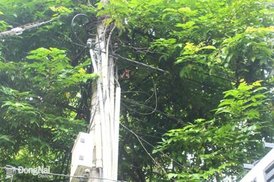 Mong điện lực sớm đến chặt cây