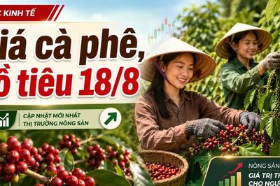 Giá cà phê, hồ tiêu hôm nay 18/8: Cà phê tăng mạnh, giá tiêu đi ngang