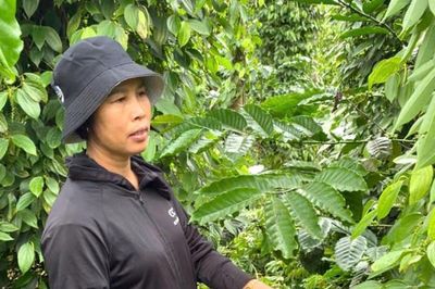 Chuỗi liên kết trồng tiêu hữu cơ: Nhân rộng mô hình đạt chuẩn quốc tế