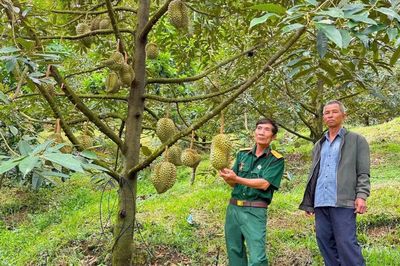 Nông dân Đam Rông phấn khởi với sầu riêng