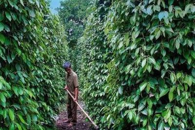 Giá tiêu hôm nay 18/8/2026: Lâm Đồng cao nhất 139.000 đồng/kg, xuất khẩu vượt 1 tỷ USD